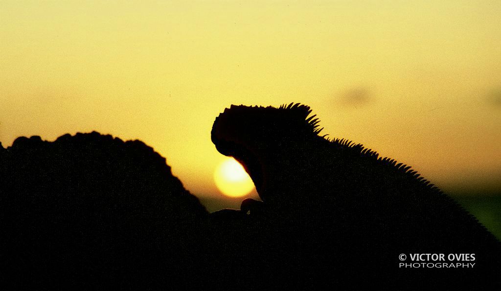 Iguana